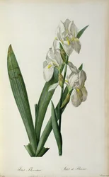 アイリスフロレンティーナ、 `Les Liliacees &39;から、1805
